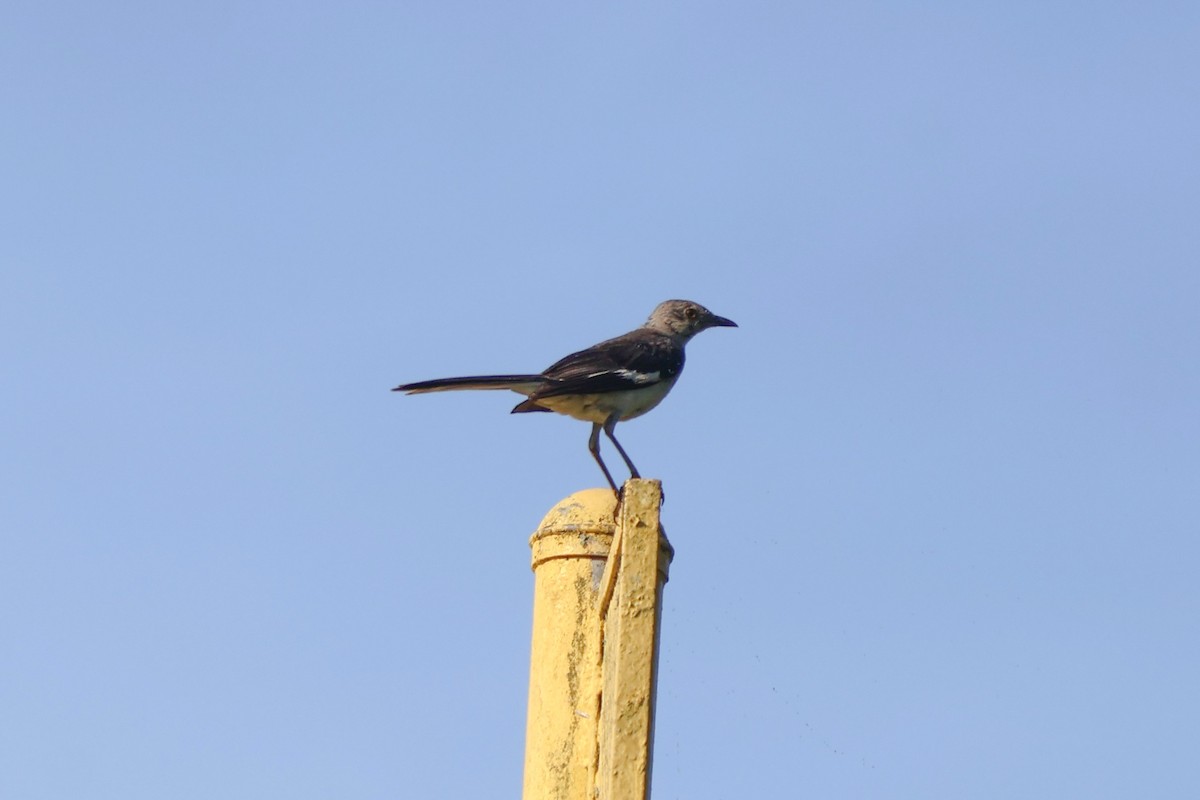 Northern Mockingbird - ML639706349