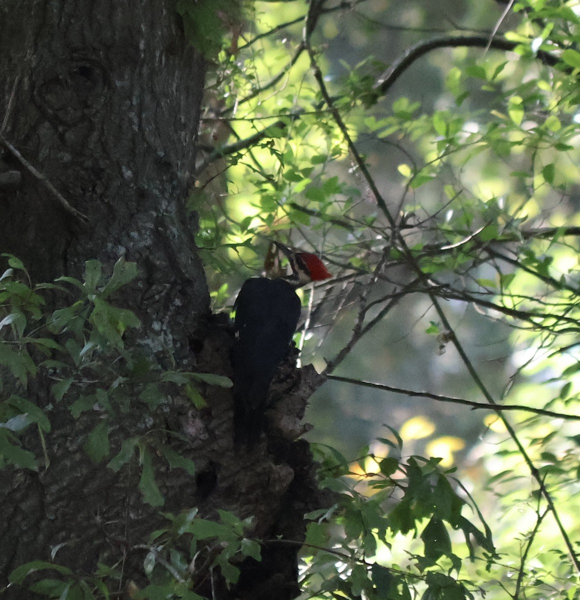 Pileated Woodpecker - ML639706363