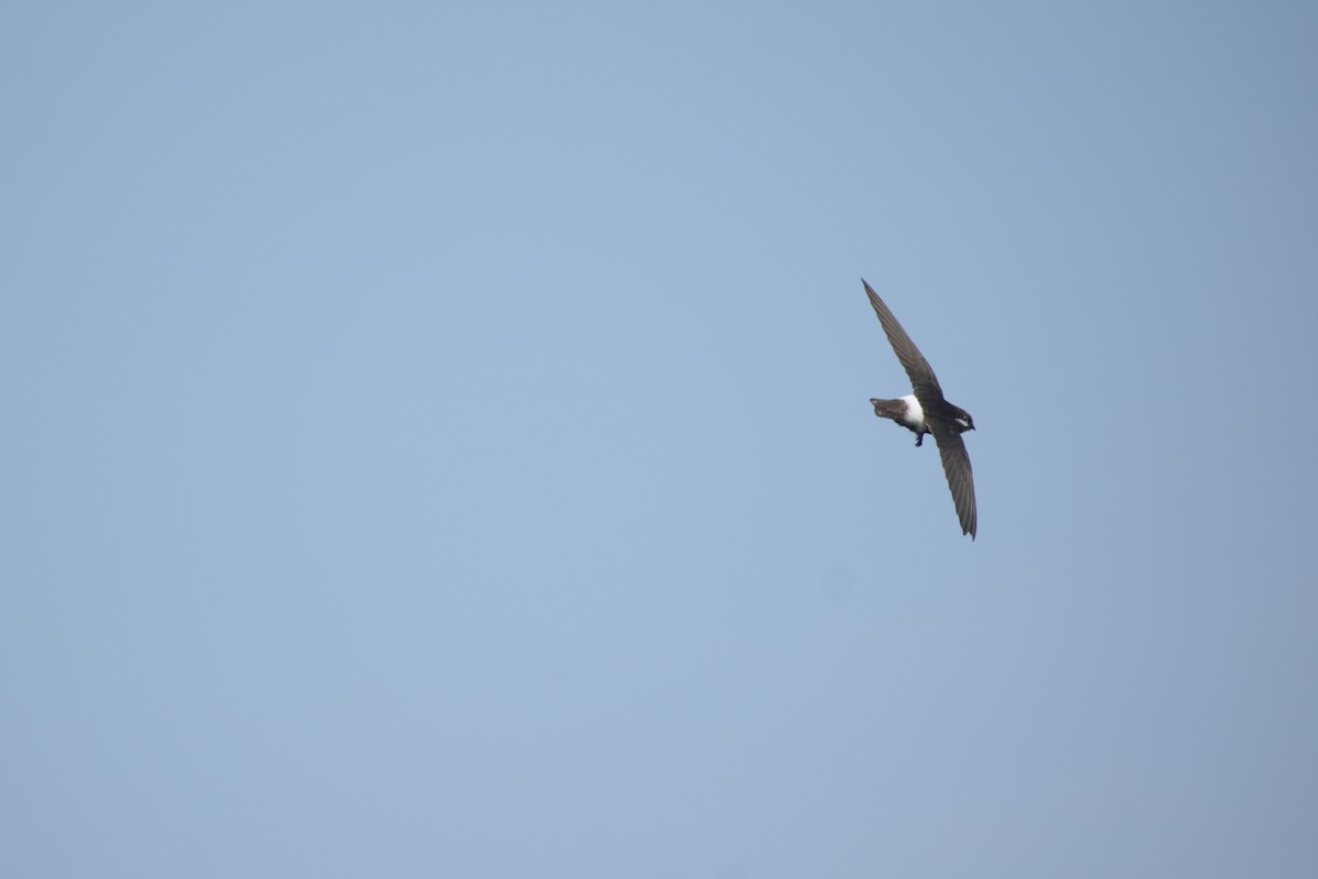 Little Swift - ML639706431
