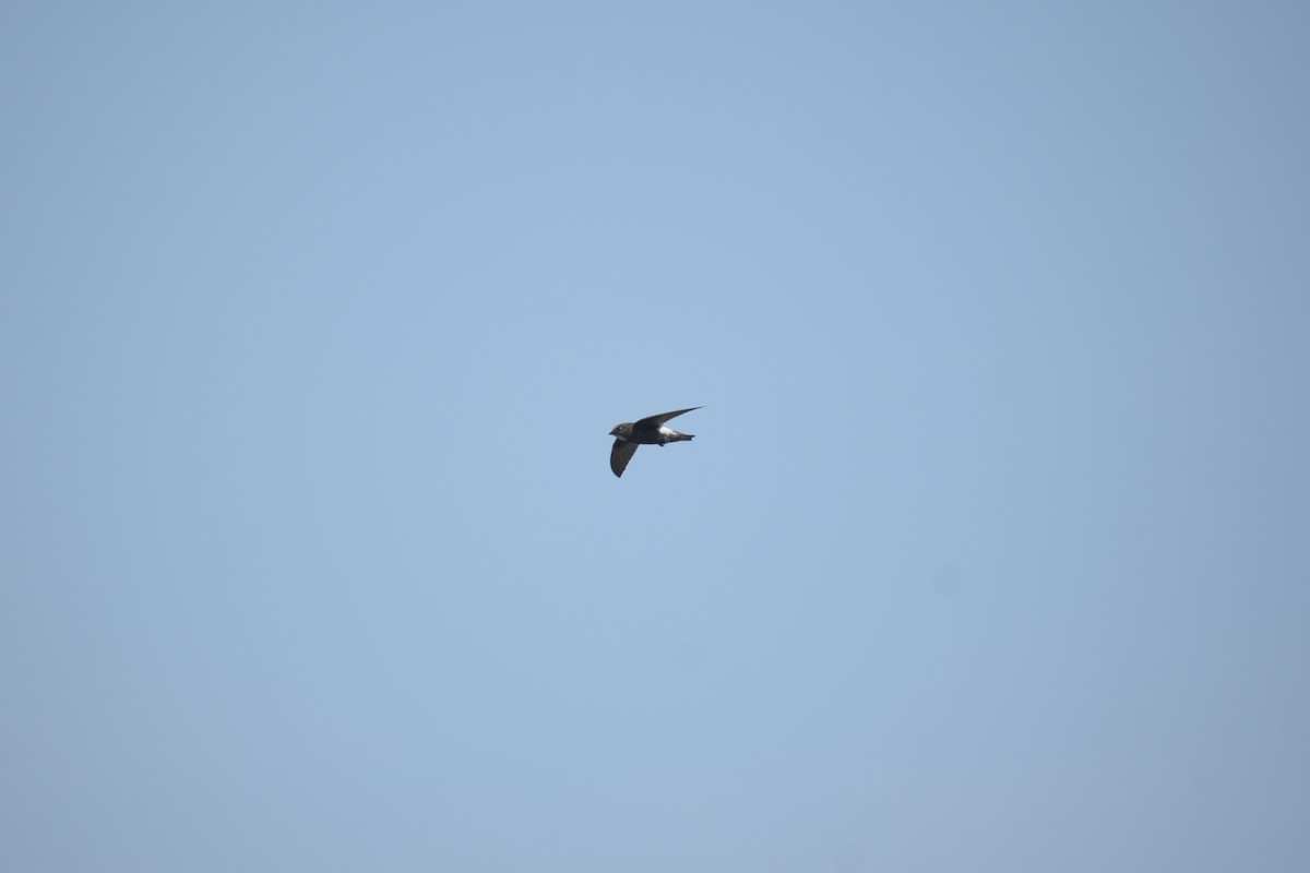 Little Swift - ML639706432