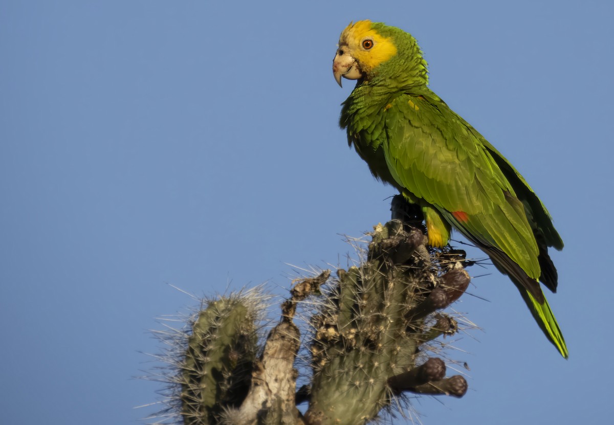 Yellow-shouldered Amazon - ML639706495