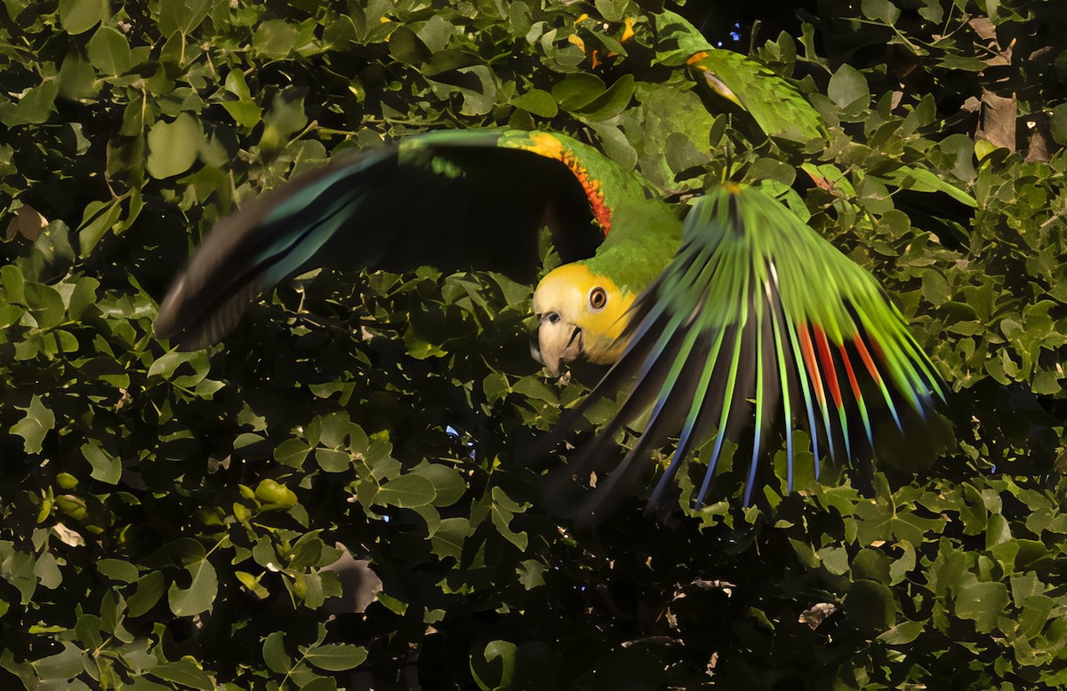 Yellow-shouldered Amazon - ML639706496