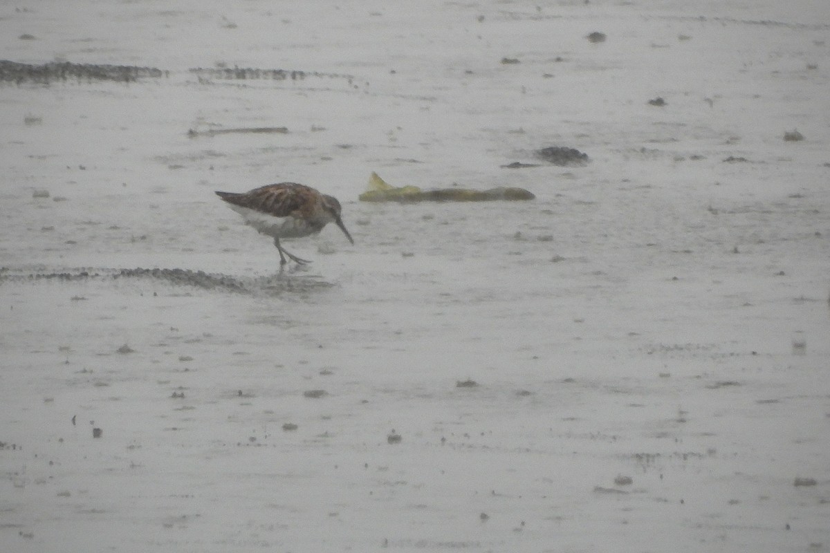 Broad-billed Sandpiper - ML639706497