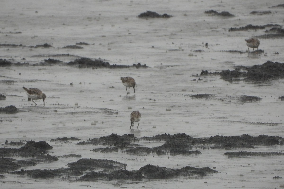 Broad-billed Sandpiper - ML639706498