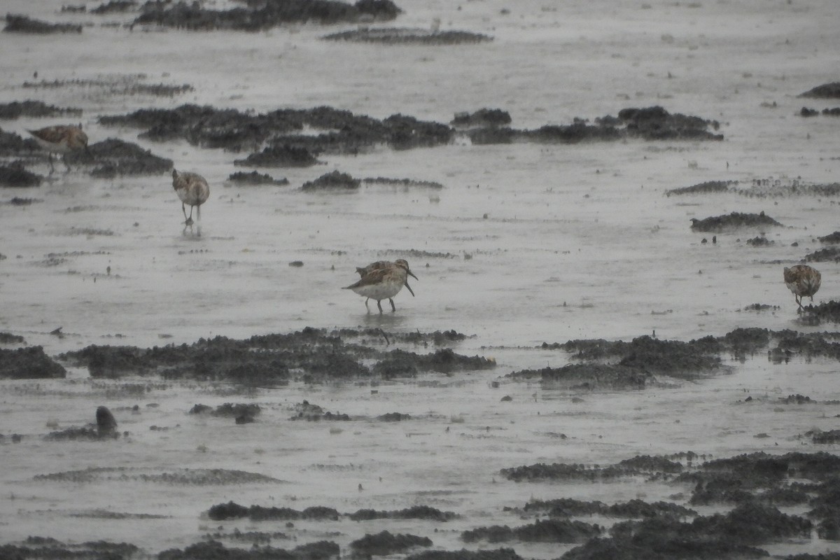 Broad-billed Sandpiper - ML639706499