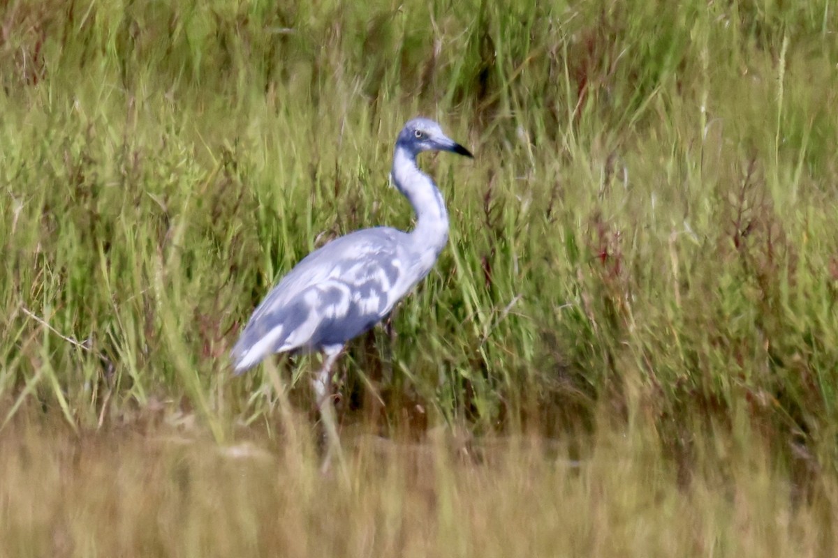 Little Blue Heron - ML639706528