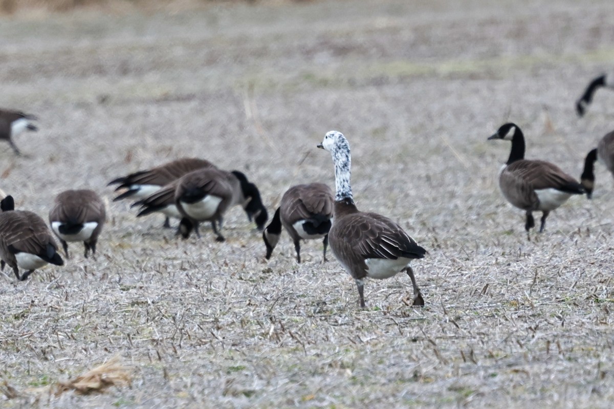 Snow x Canada Goose (hybrid) - ML639706548