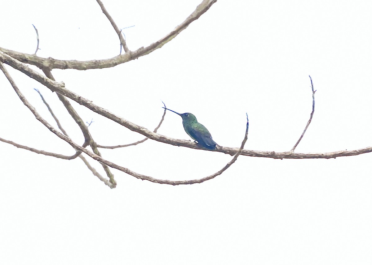 Mangrove Hummingbird - ML639706567