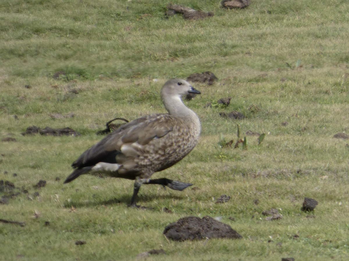 Blue-winged Goose - ML639706598