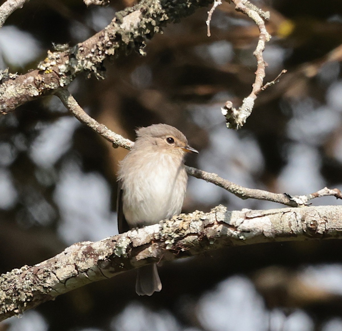 African Dusky Flycatcher - ML639706675
