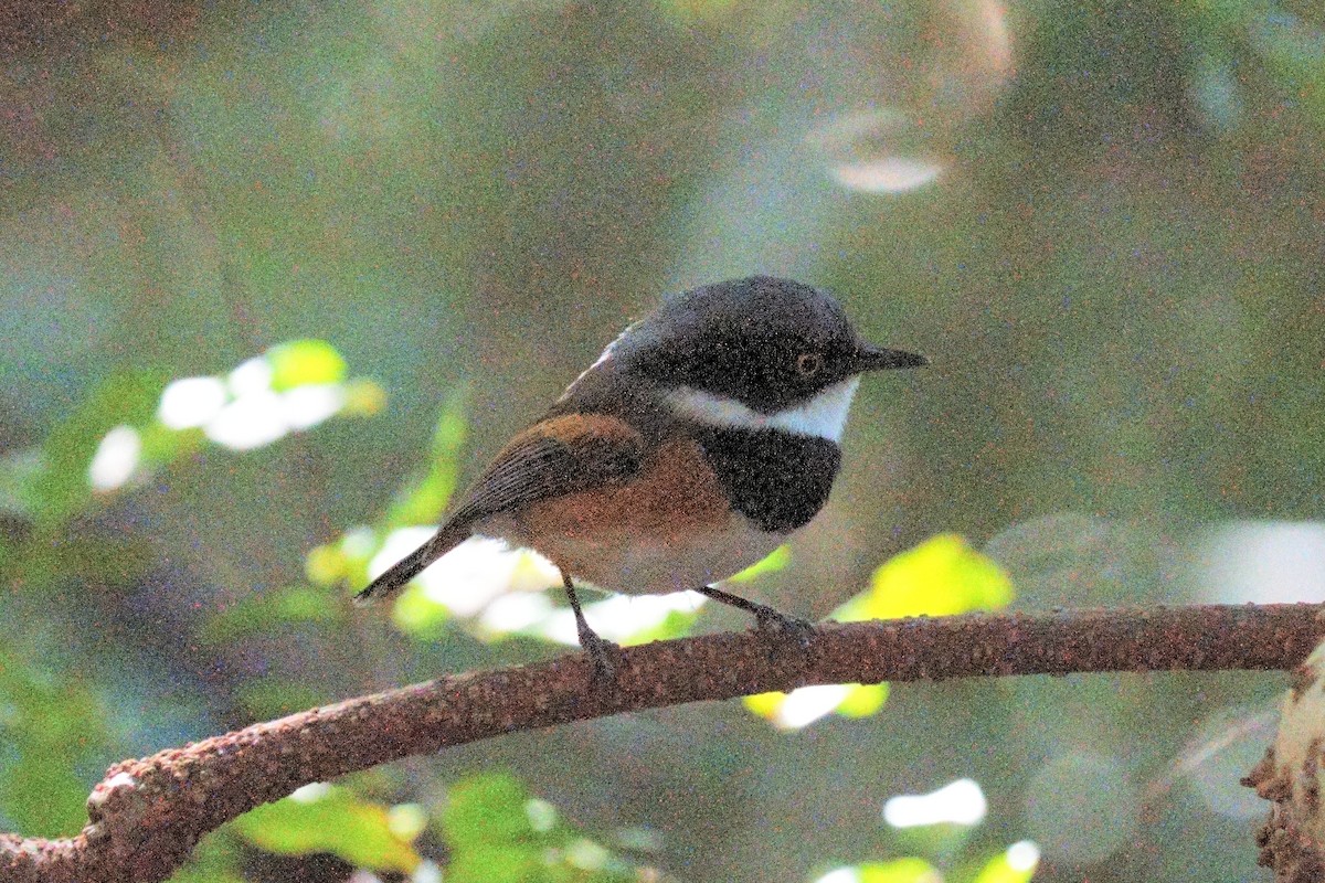 Cape Batis (Cape) - ML639706694
