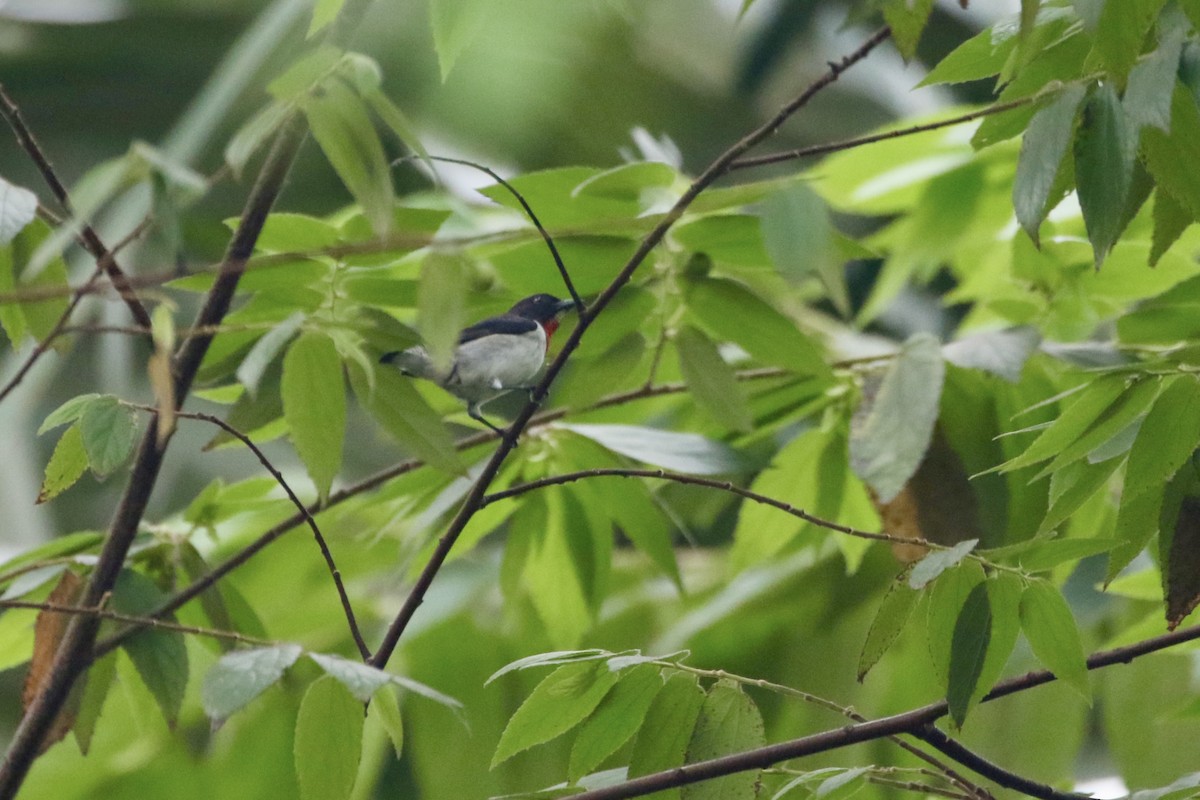 Red-chested Flowerpecker - ML639706825
