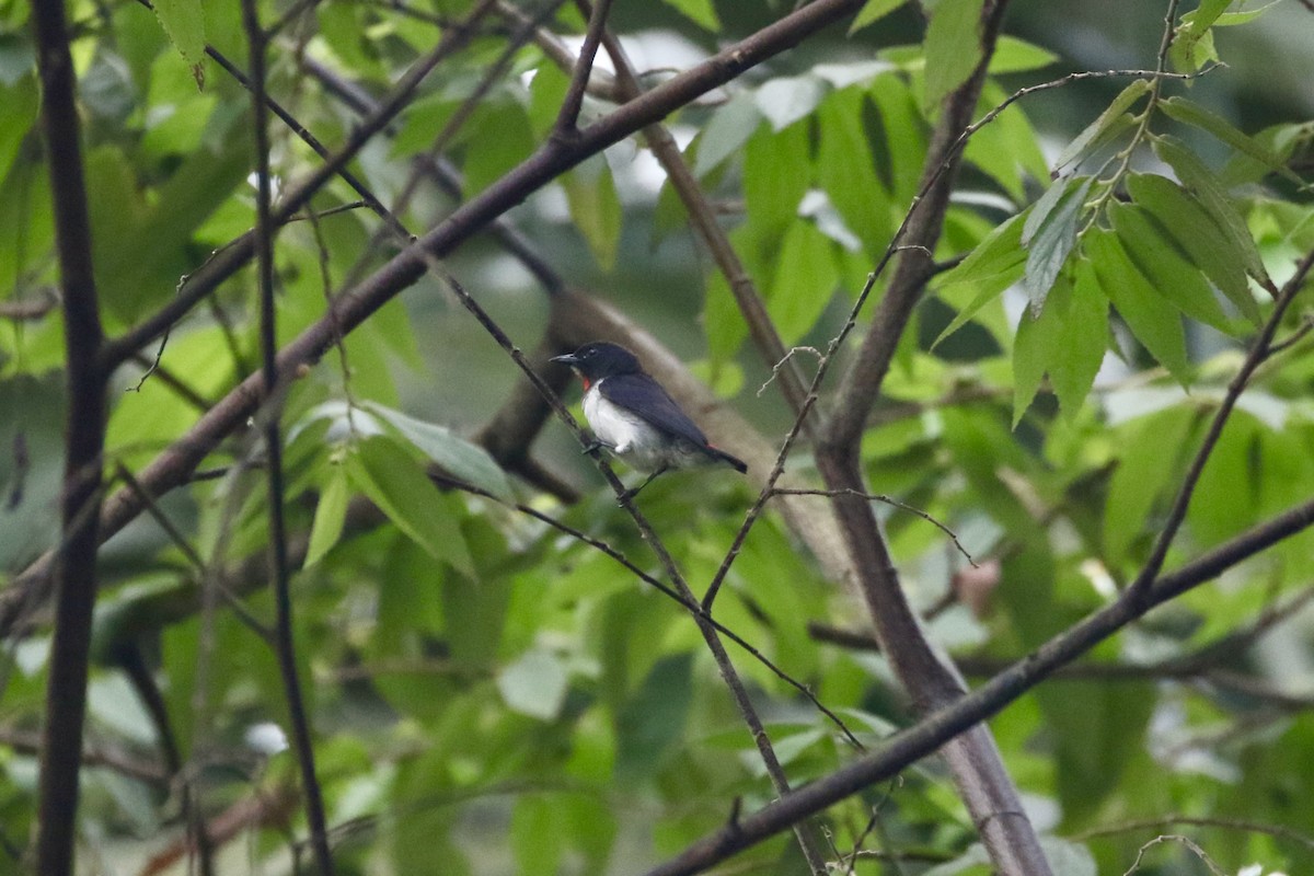Red-chested Flowerpecker - ML639706835