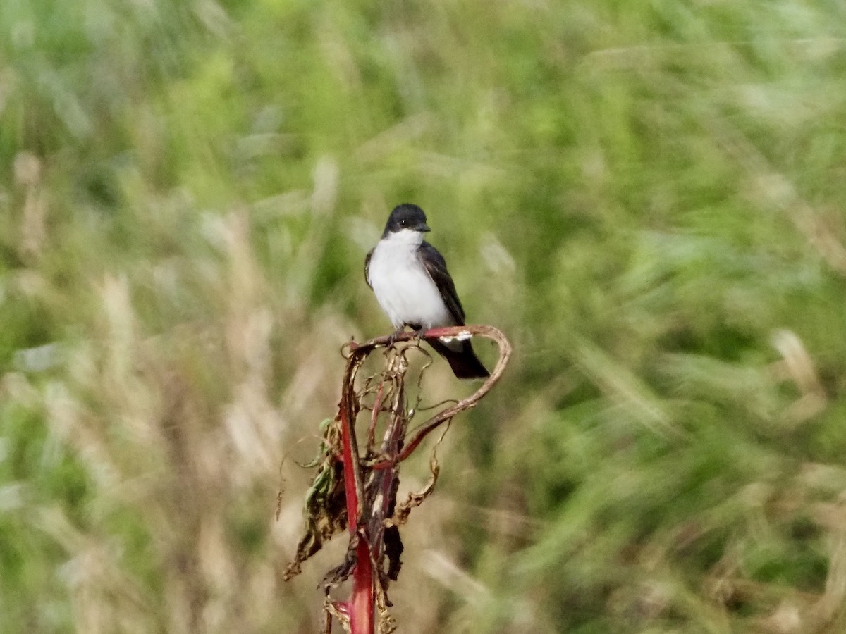 Eastern Kingbird - ML639706872