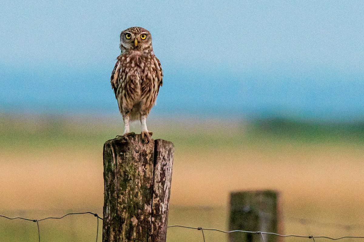 Little Owl - ML639706896