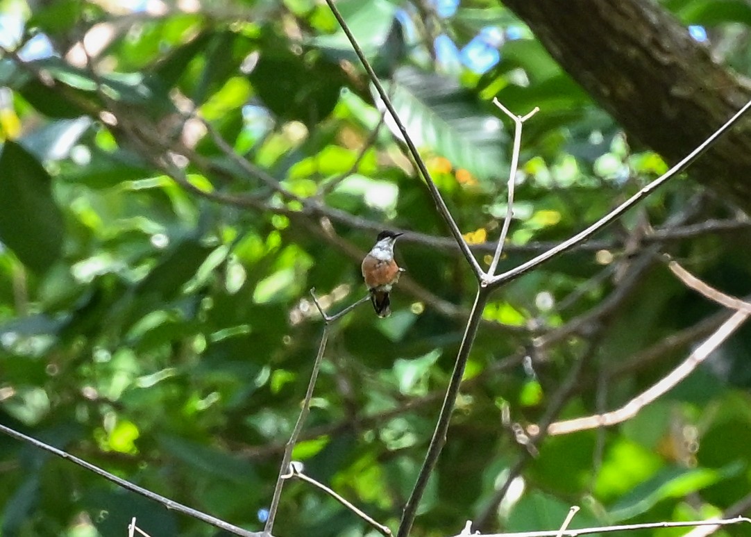 White-crested Coquette - ML639706926