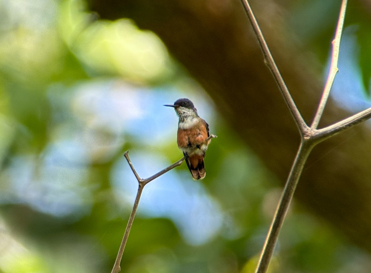 White-crested Coquette - ML639706927