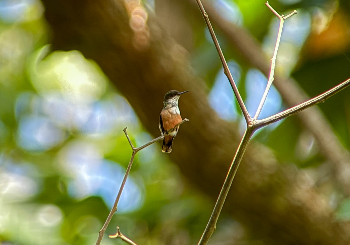 White-crested Coquette - ML639706928