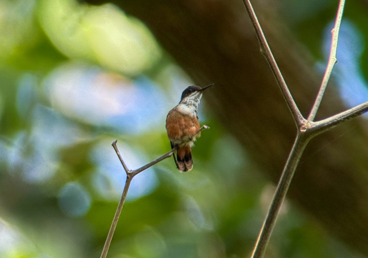 White-crested Coquette - ML639706929