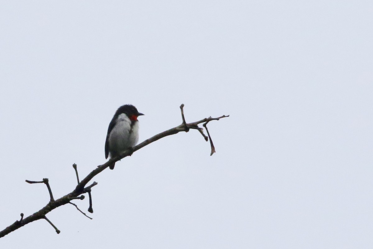 Red-chested Flowerpecker - ML639706946