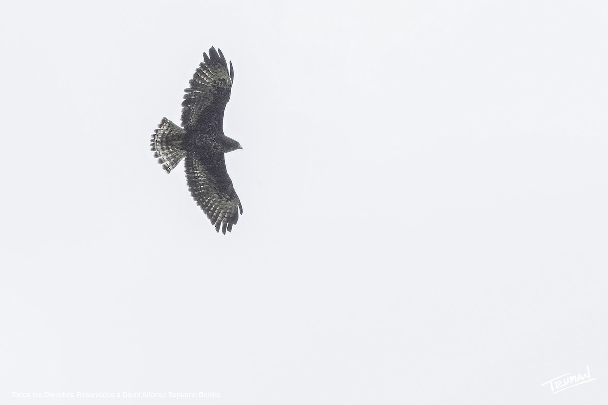 Kurzschwanzbussard - ML639707194