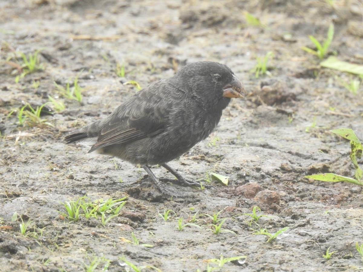 Large Ground-Finch - ML639707277