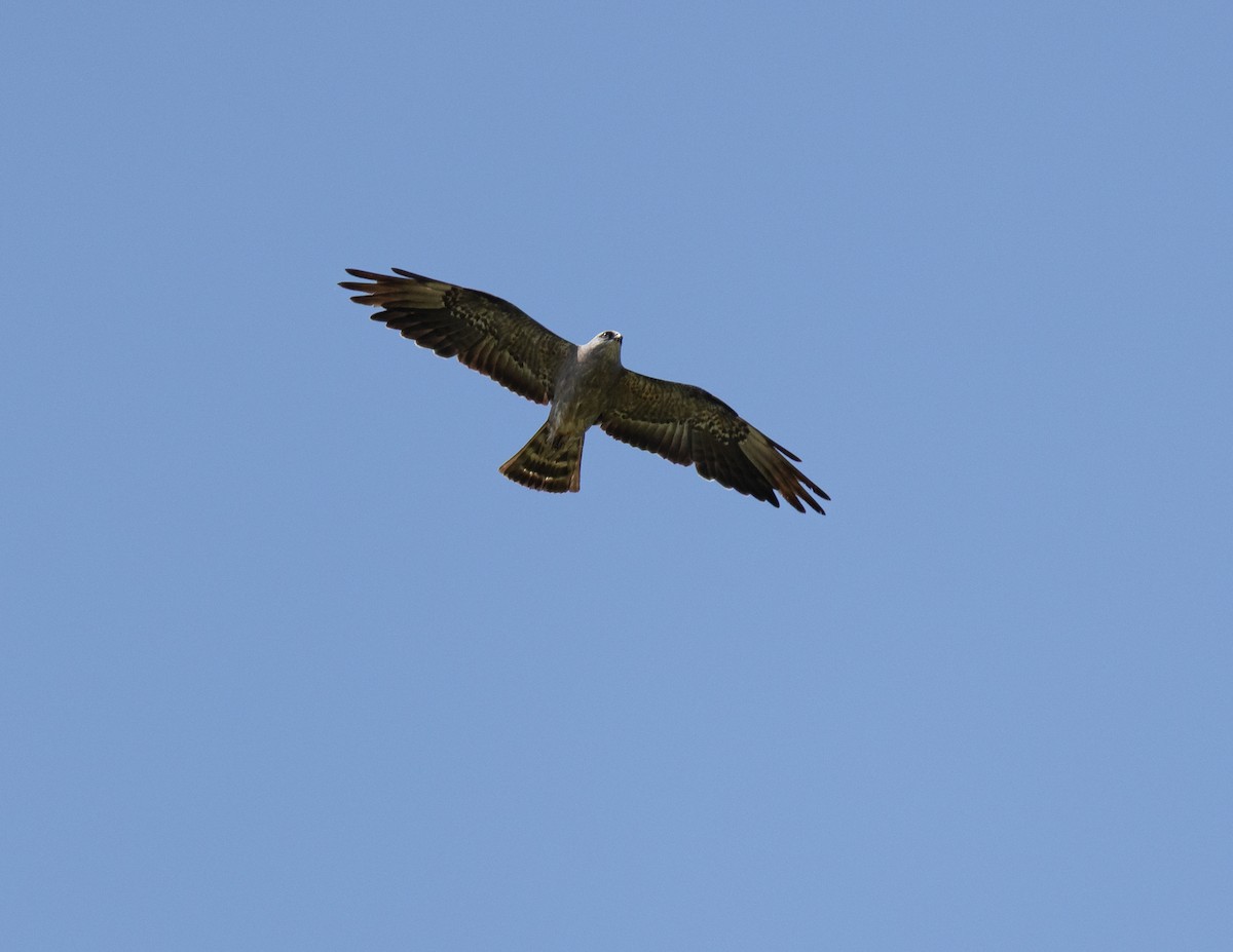 Mississippi Kite - ML639707373