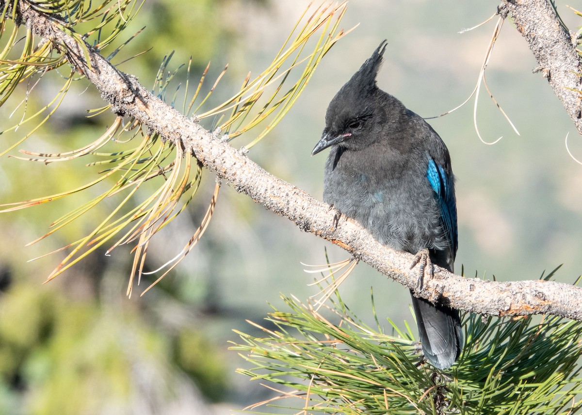 Steller's Jay - ML639707381