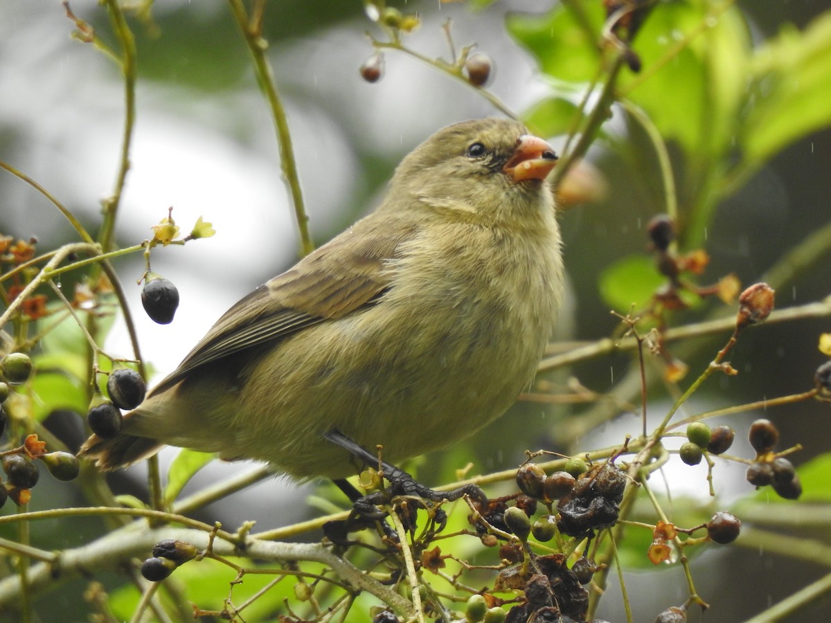 Small Tree-Finch - ML639707400