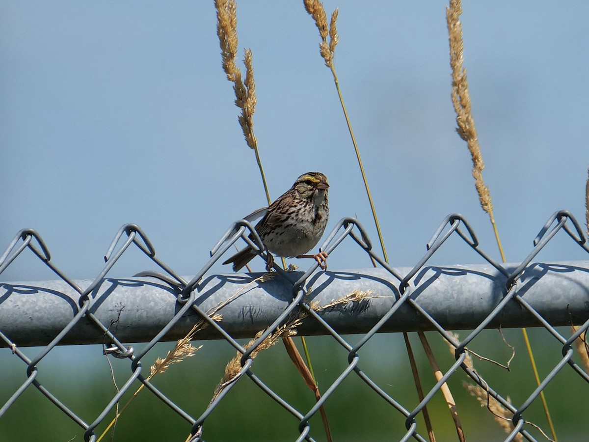 Savannah Sparrow - ML639707402
