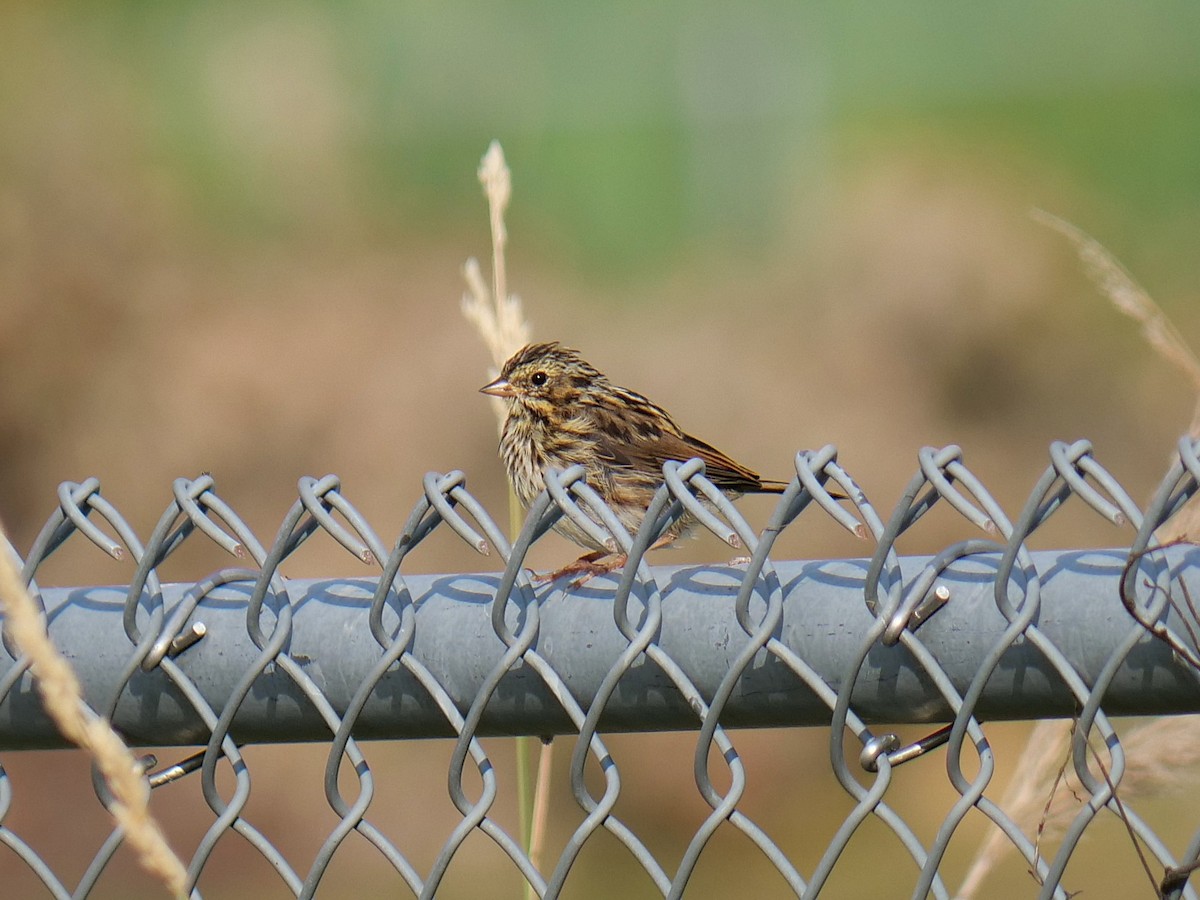Savannah Sparrow - ML639707405