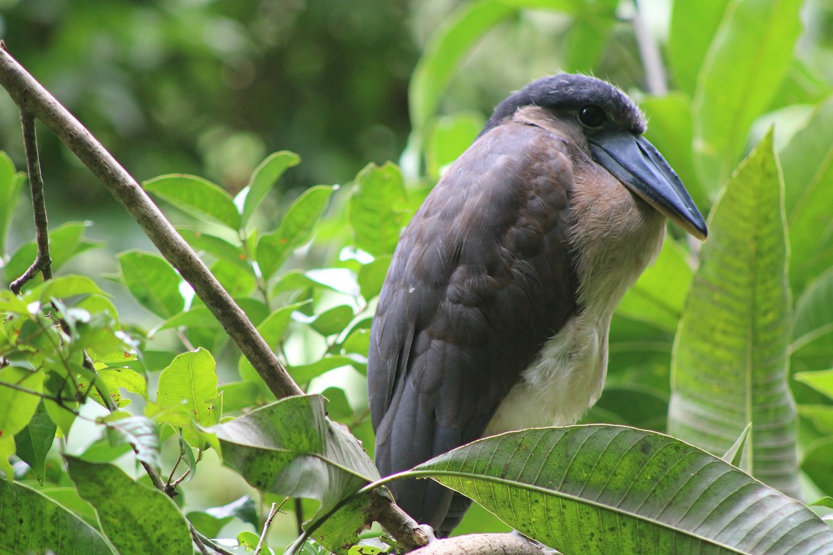 Boat-billed Heron - ML639707406