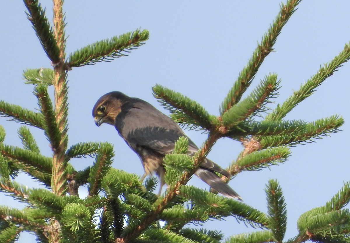 Merlin - ML639707413