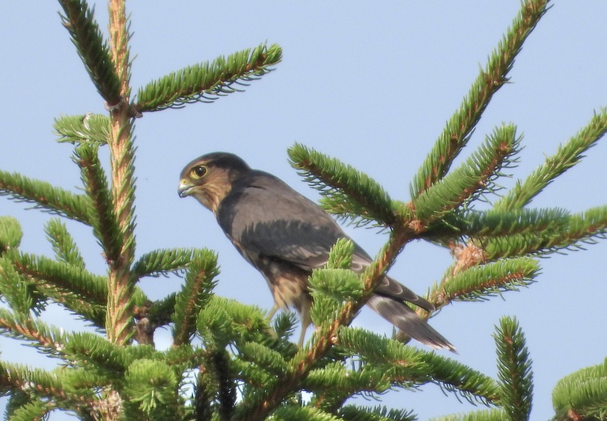 Merlin - ML639707414