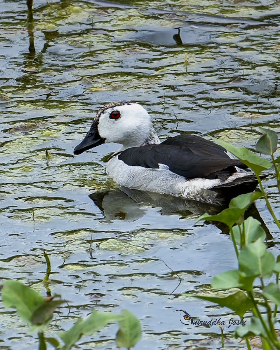 Cotton Pygmy-Goose - ML639707419
