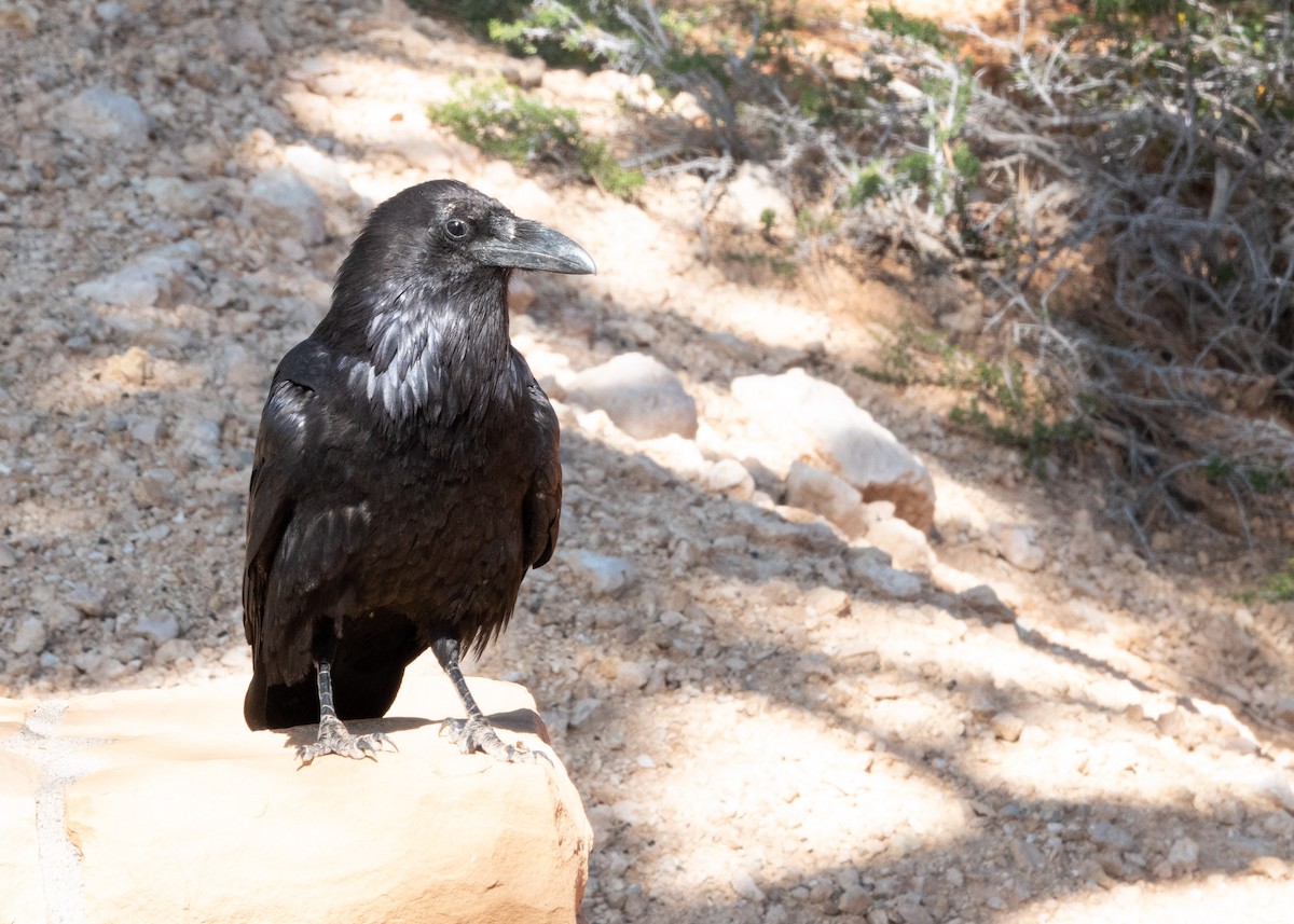 Common Raven - ML639707421