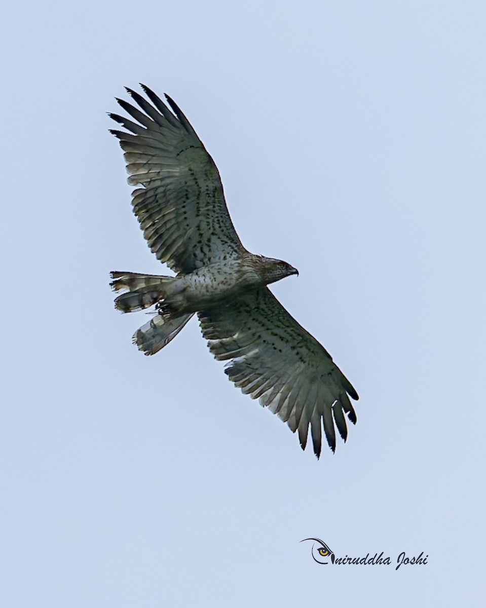 Short-toed Snake-Eagle - ML639707422