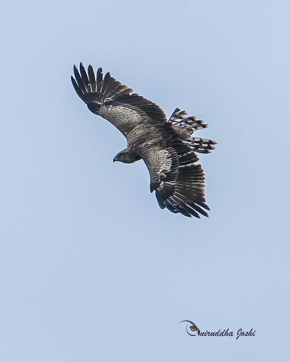 Short-toed Snake-Eagle - ML639707423