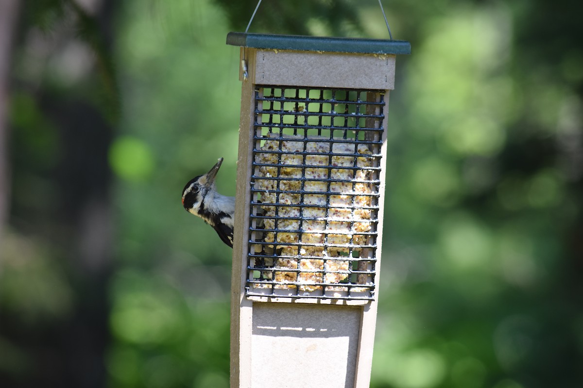 Hairy Woodpecker - ML639707430