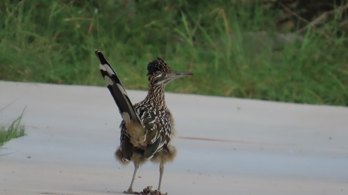 Greater Roadrunner - ML639707432