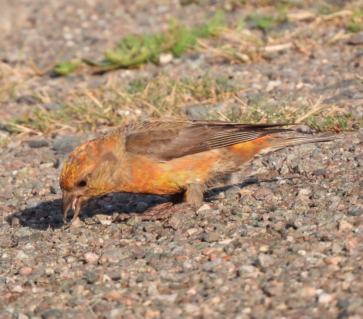 Red Crossbill - ML639707433