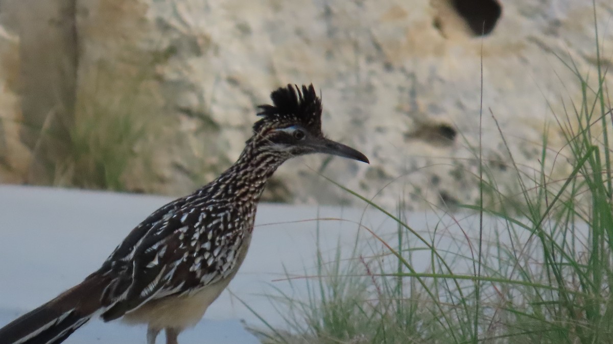 Greater Roadrunner - ML639707434