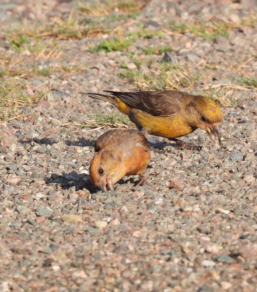 Red Crossbill - ML639707435