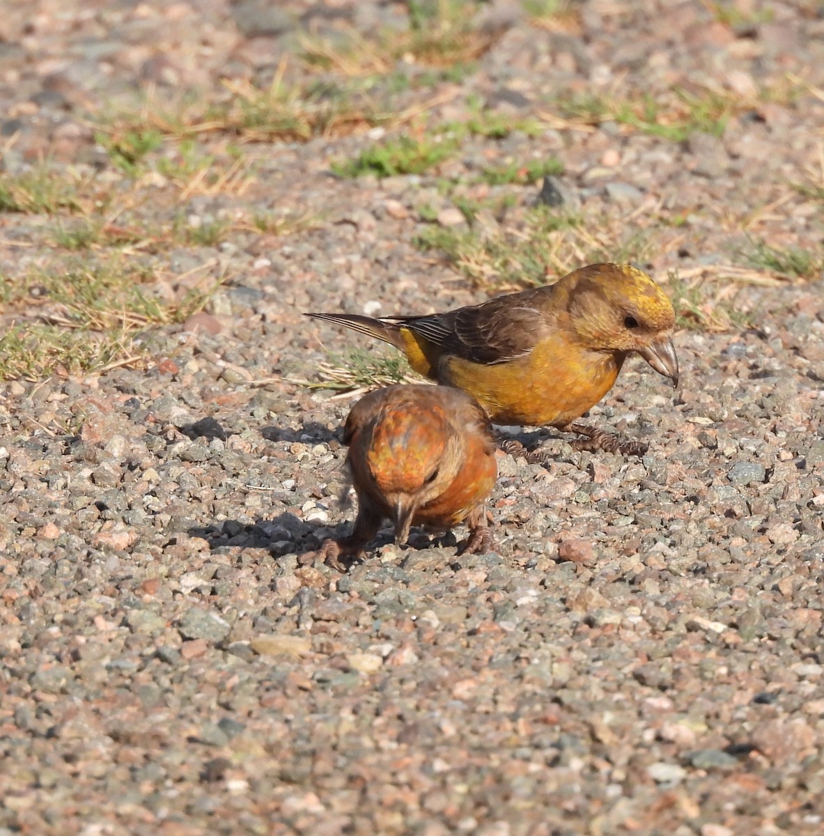 Red Crossbill - ML639707436