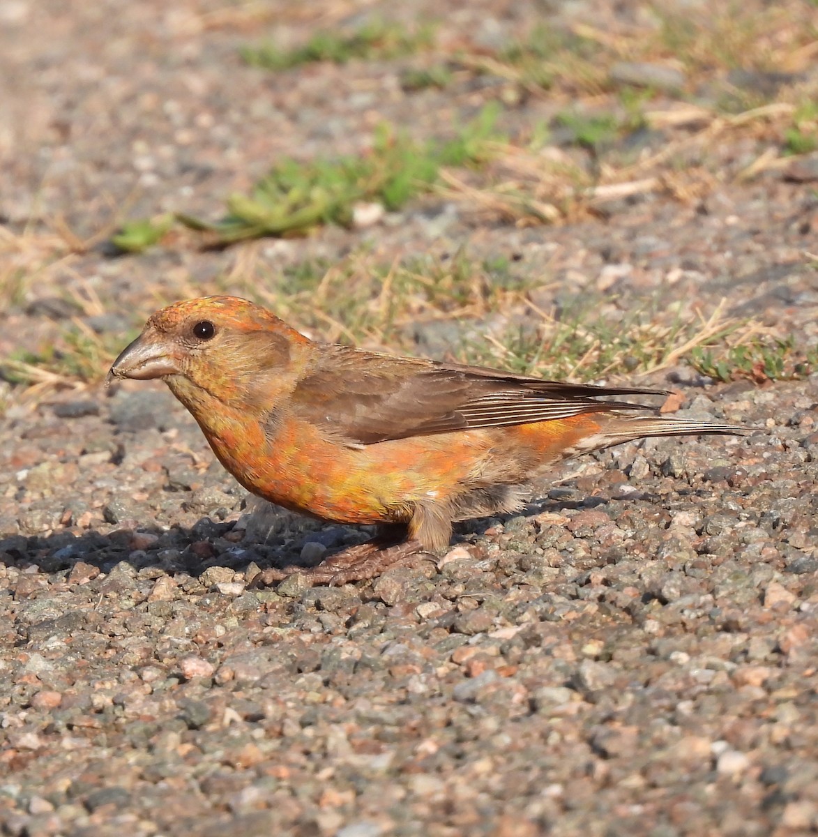 Red Crossbill - ML639707437