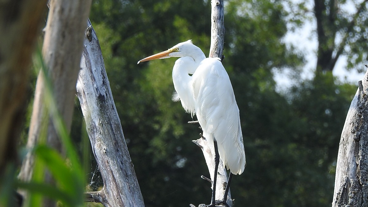 Great Egret - ML639707438
