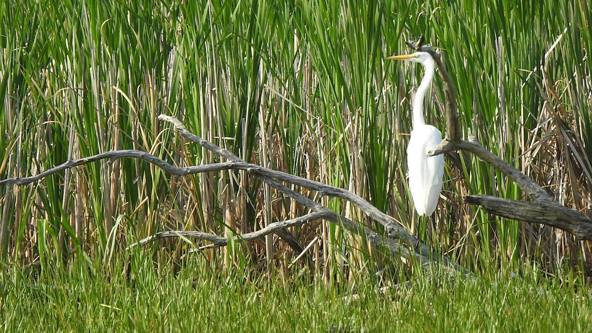 Great Egret - ML639707439