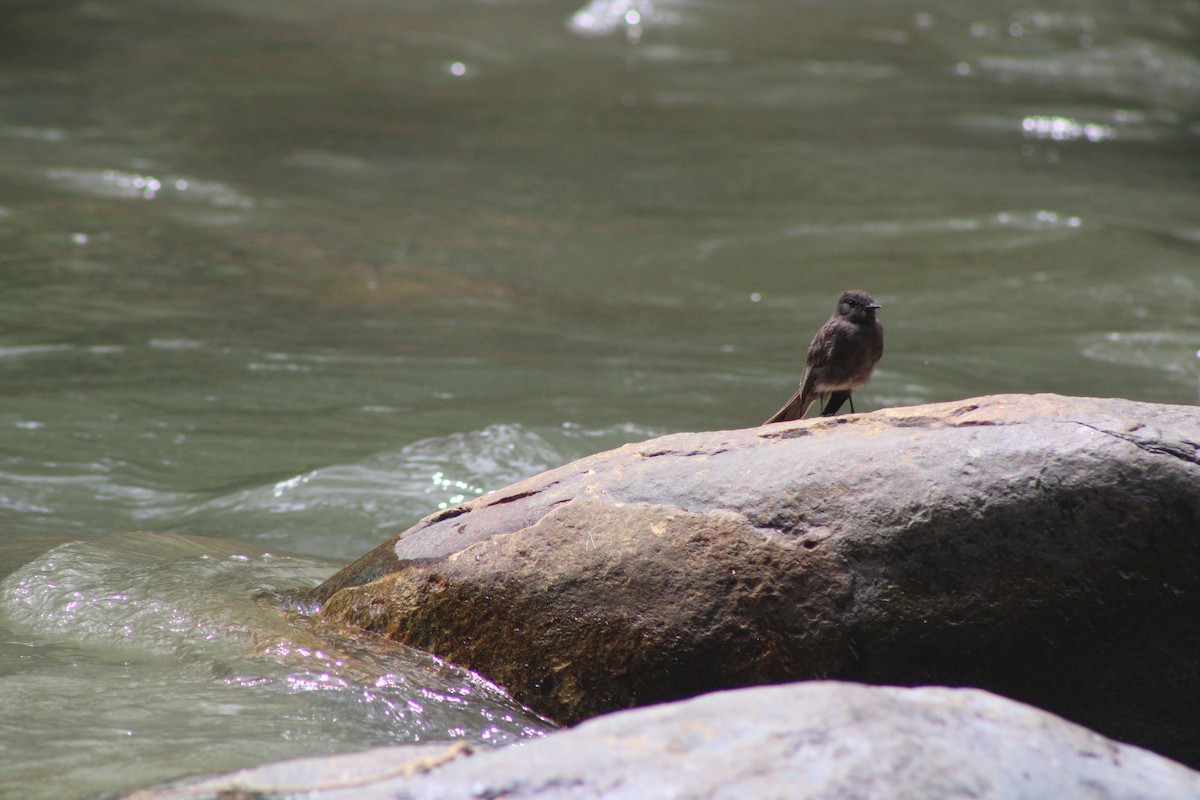 Black Phoebe - ML639707440