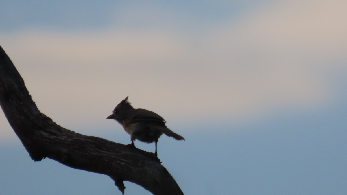 Black-crested Titmouse - ML639707444