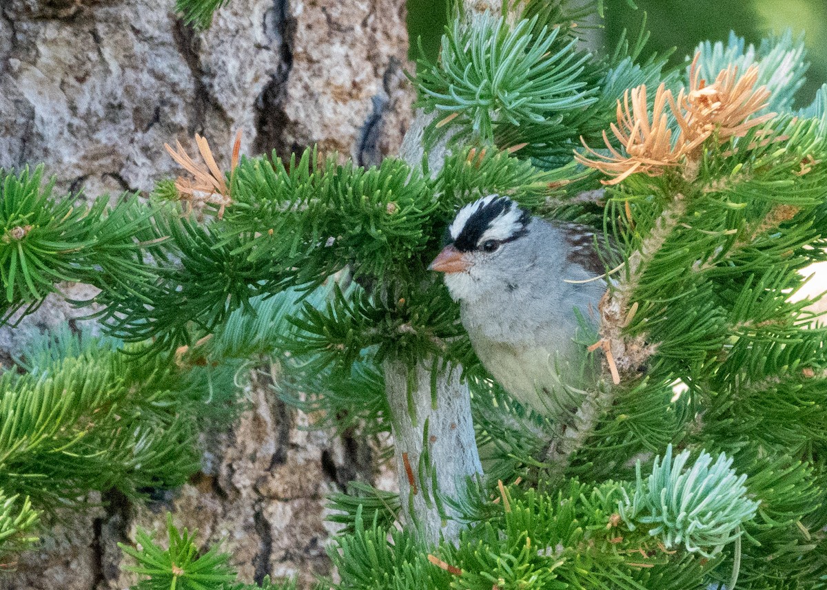 White-crowned Sparrow - ML639707455